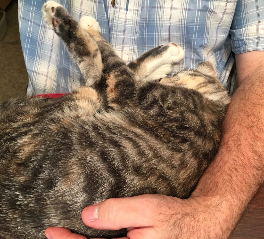 Pretzel Kitty Restoring Ross