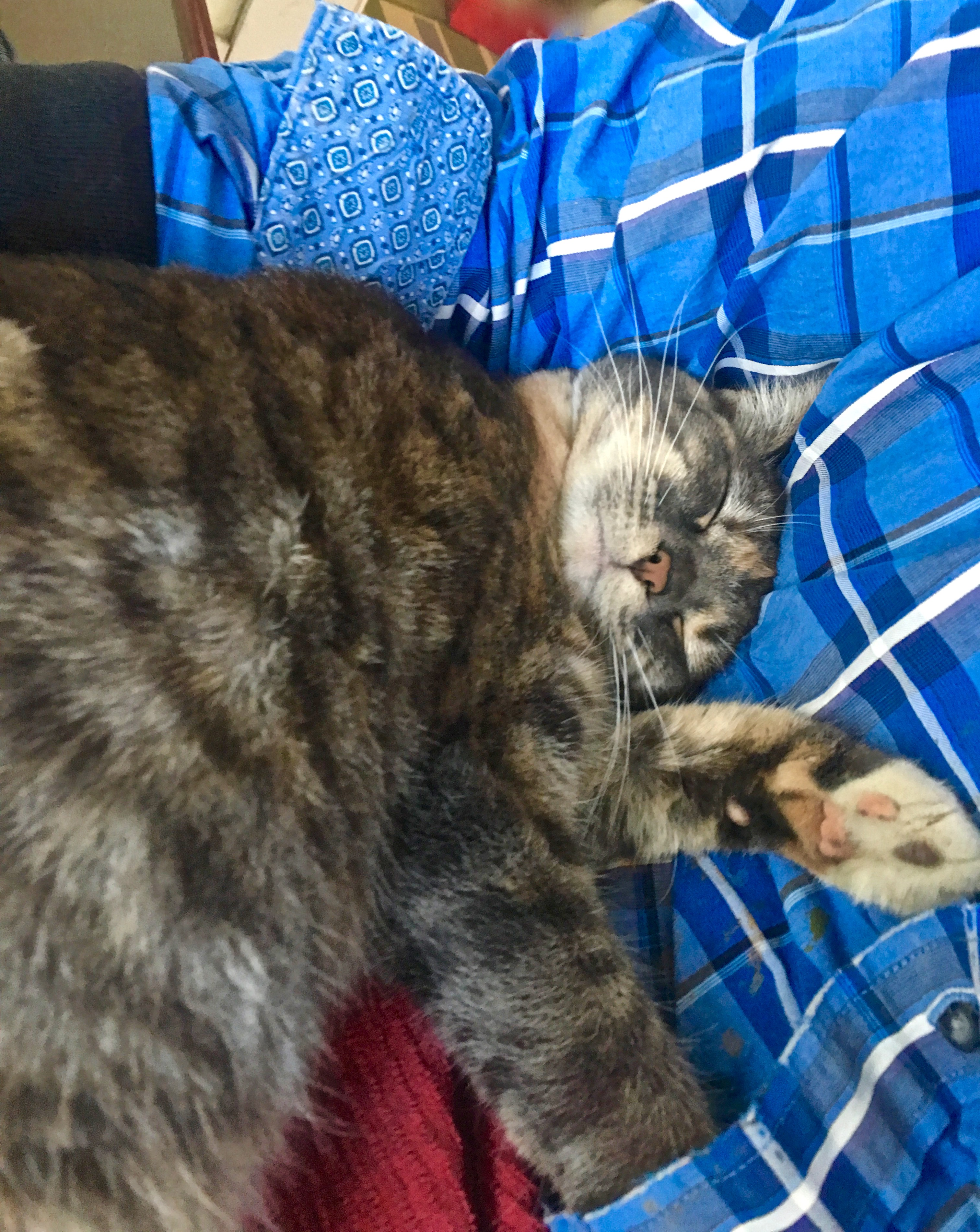 Sleeeeeeeeeeepy Kitty Restoring Ross