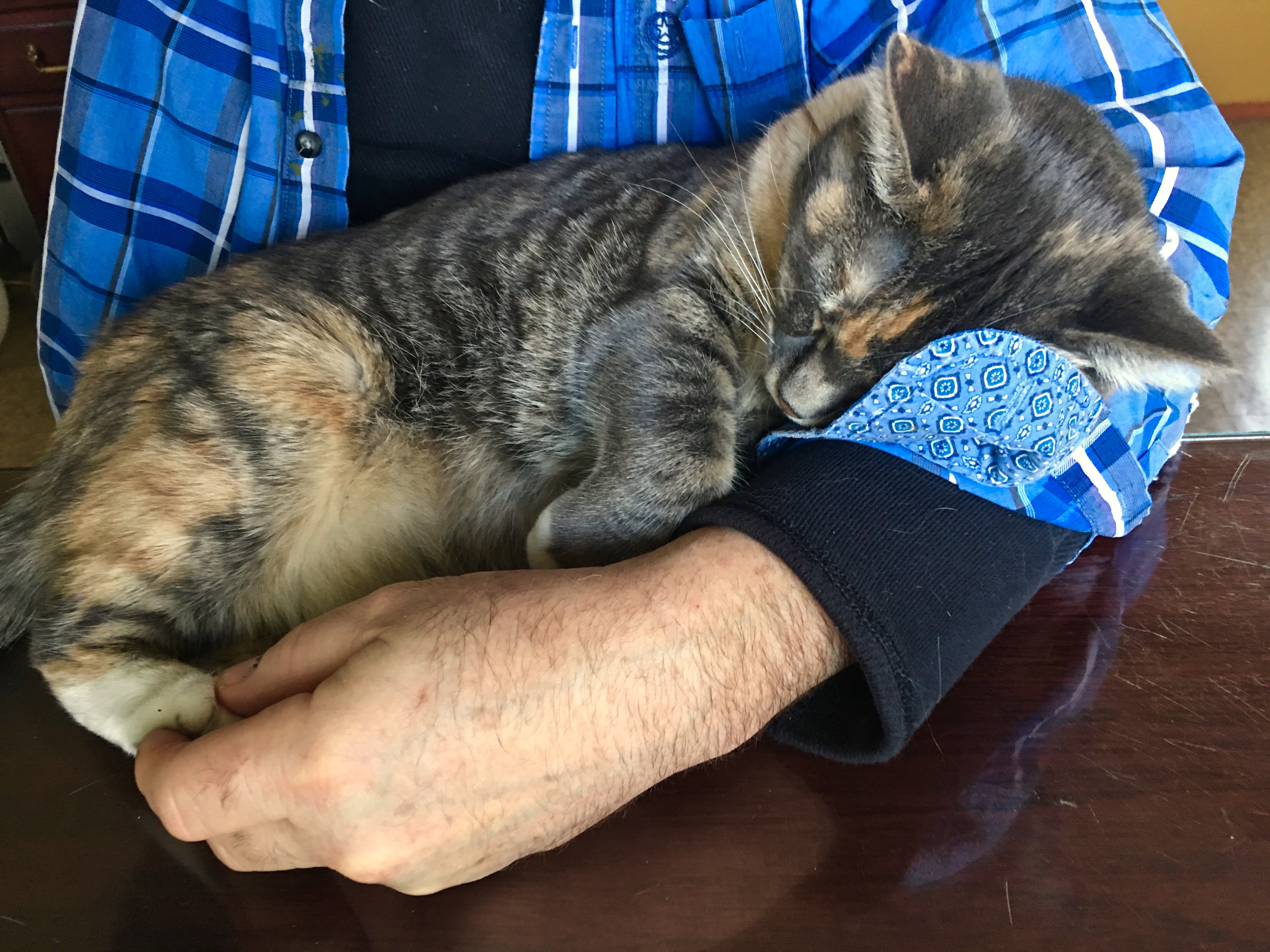 Snoozy Kitty Restoring Ross