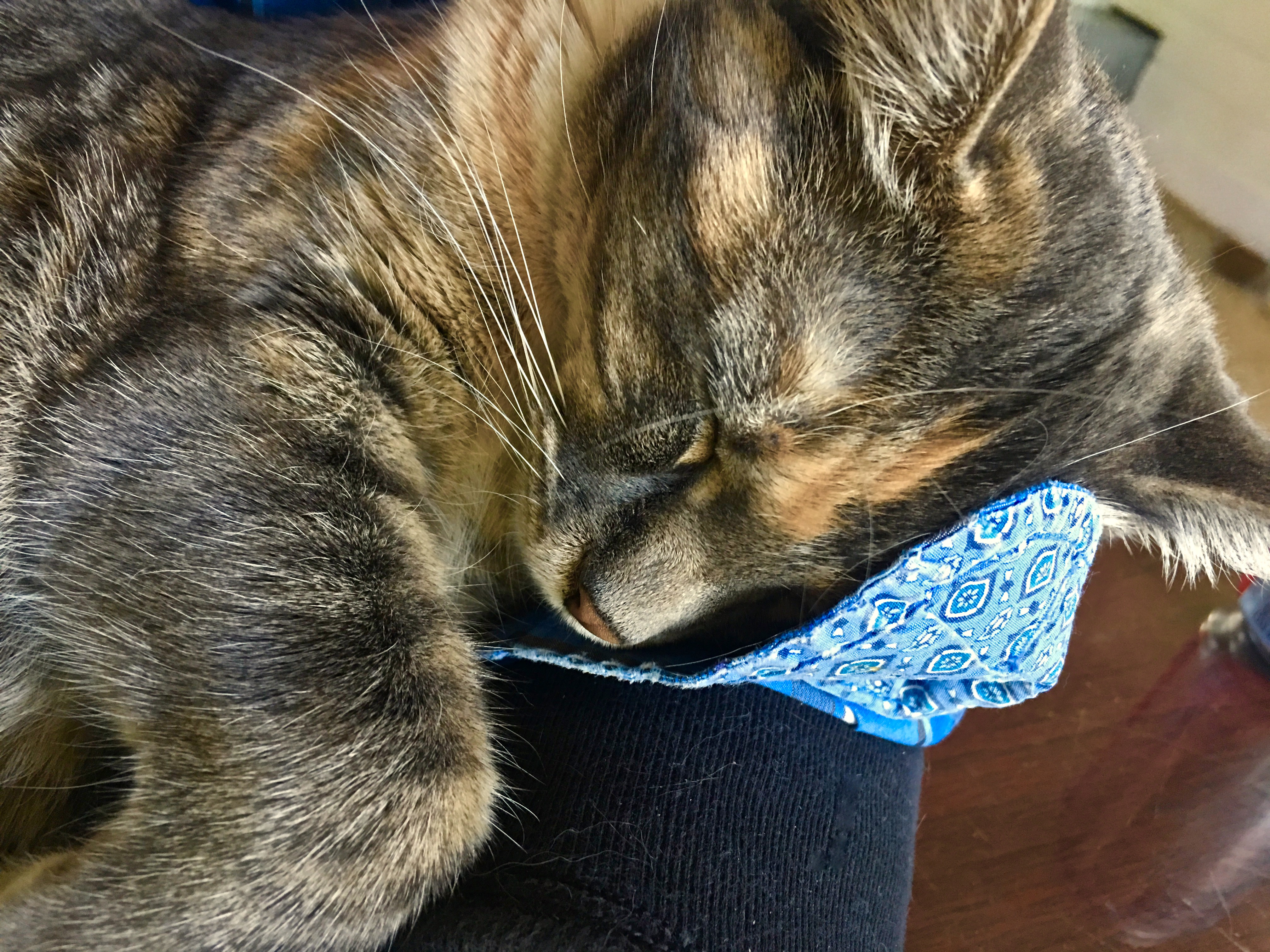 Snoozy Kitty Restoring Ross